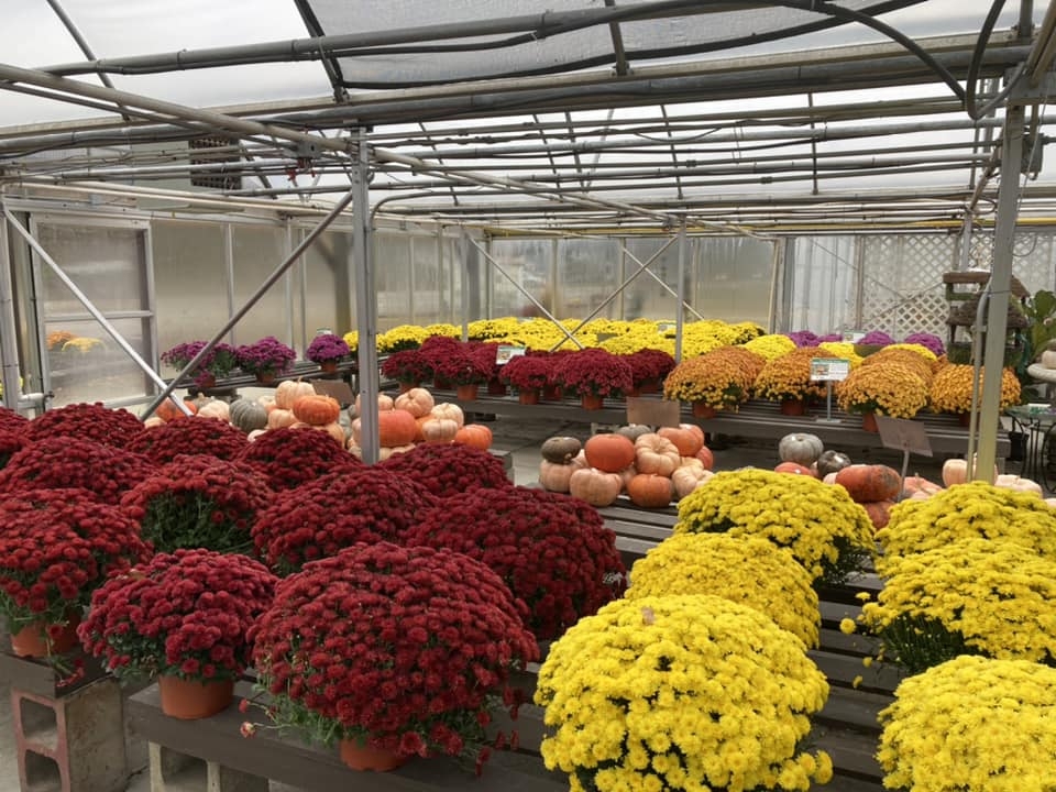 Mums and Pumpkins at Pleasant Valley Greenhouse