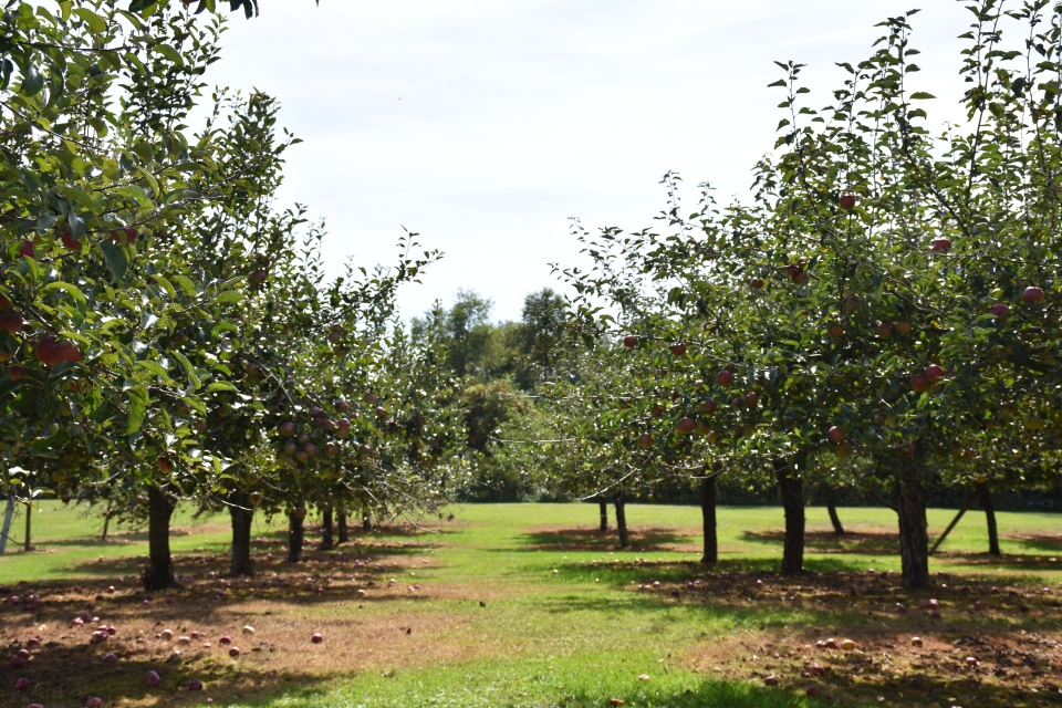 Apple trees at Cottage Orchard