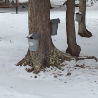 Sap buckets on tree