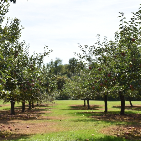 Apple trees at Cottage Orchard