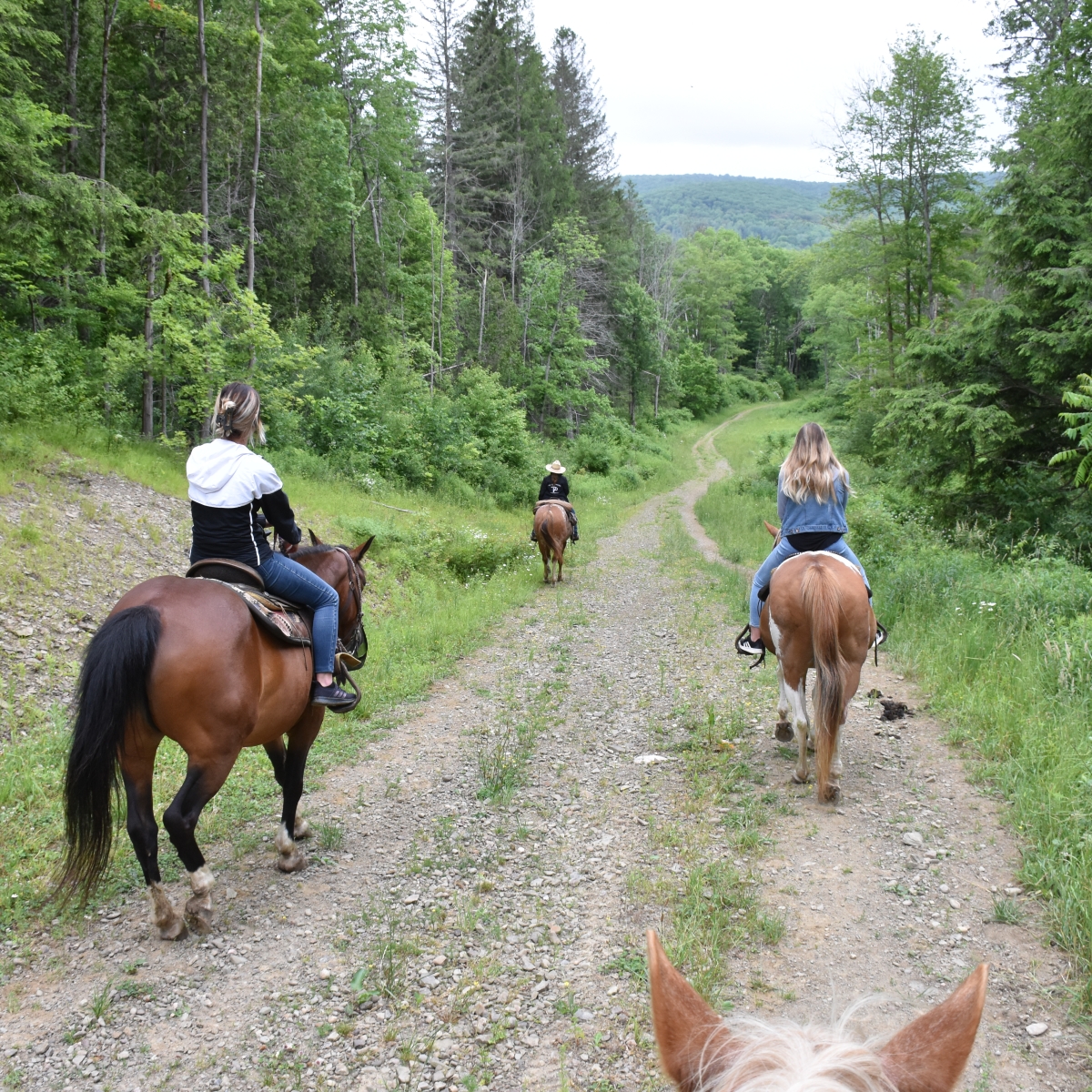 Ride on Elkdale State Forest 
