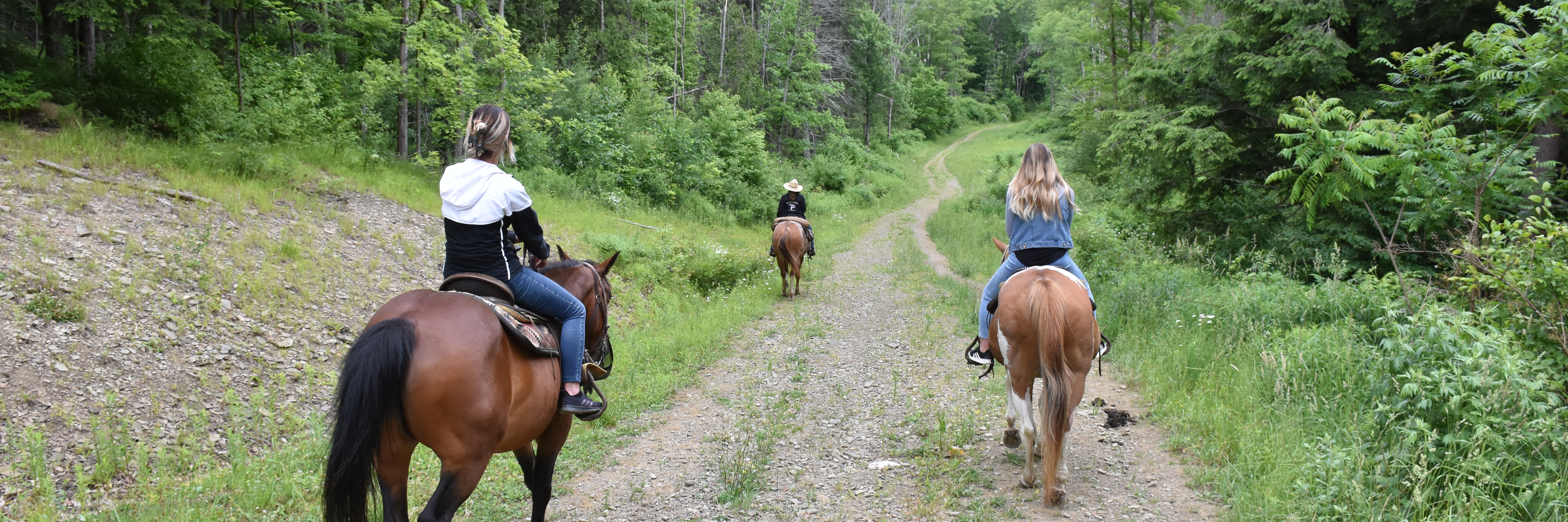 Go hiking, horsebacking, or snowmobiling at Elkdale State Forest