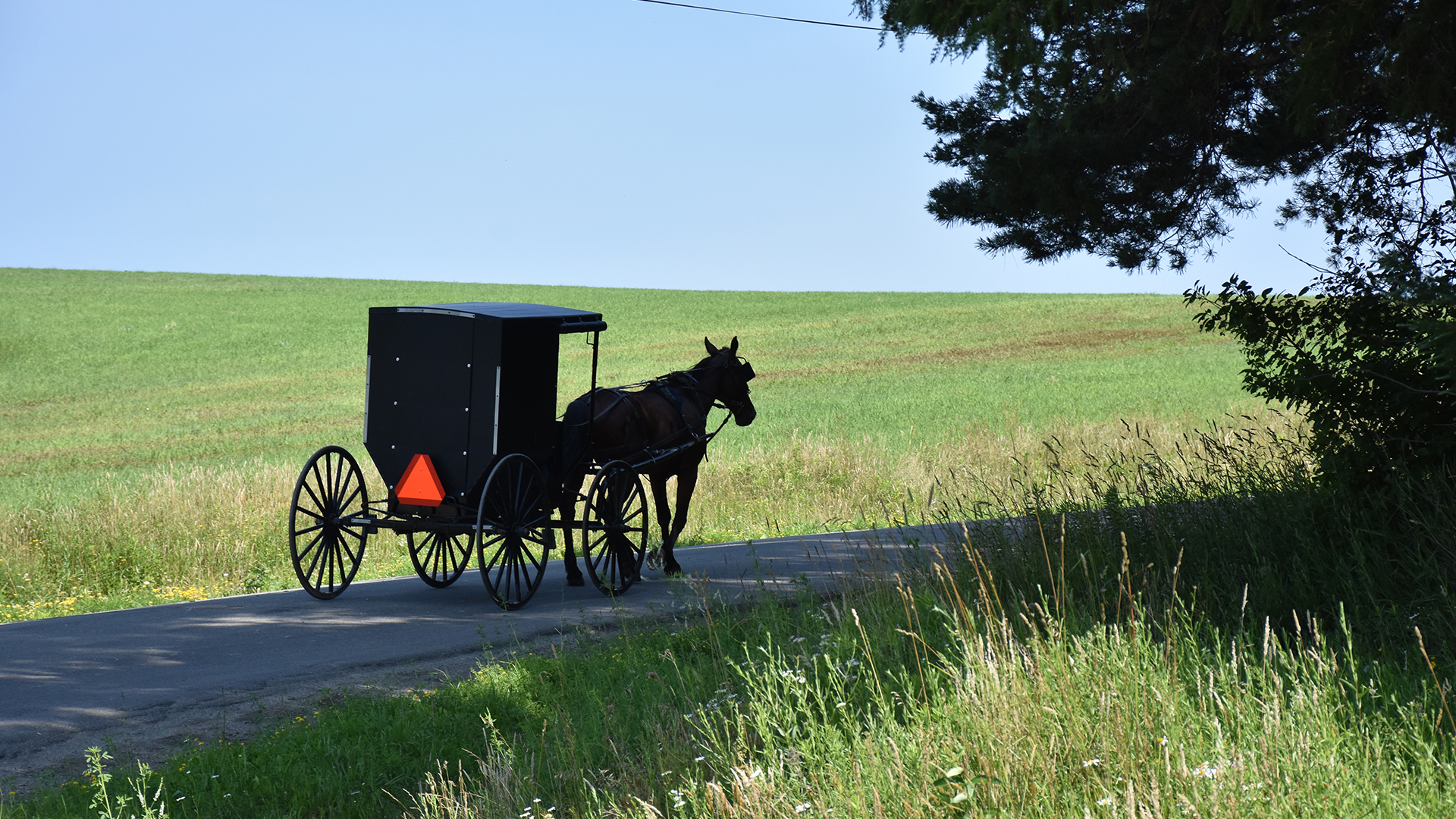 Horse and Buggy on the road