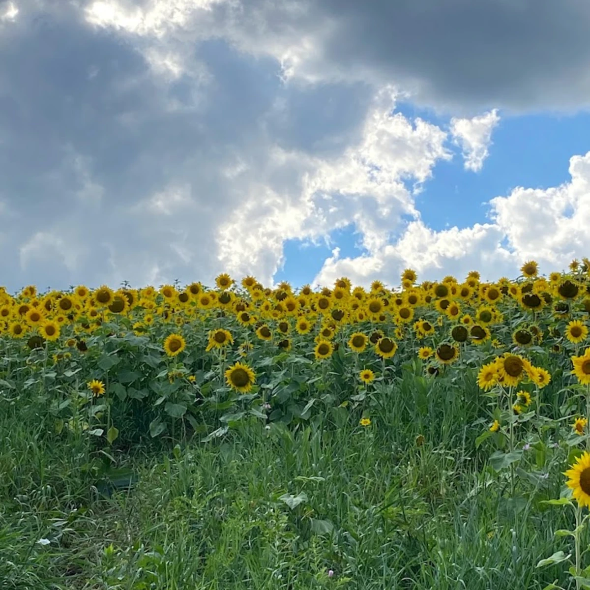 Sunflowers at the Songin Farm