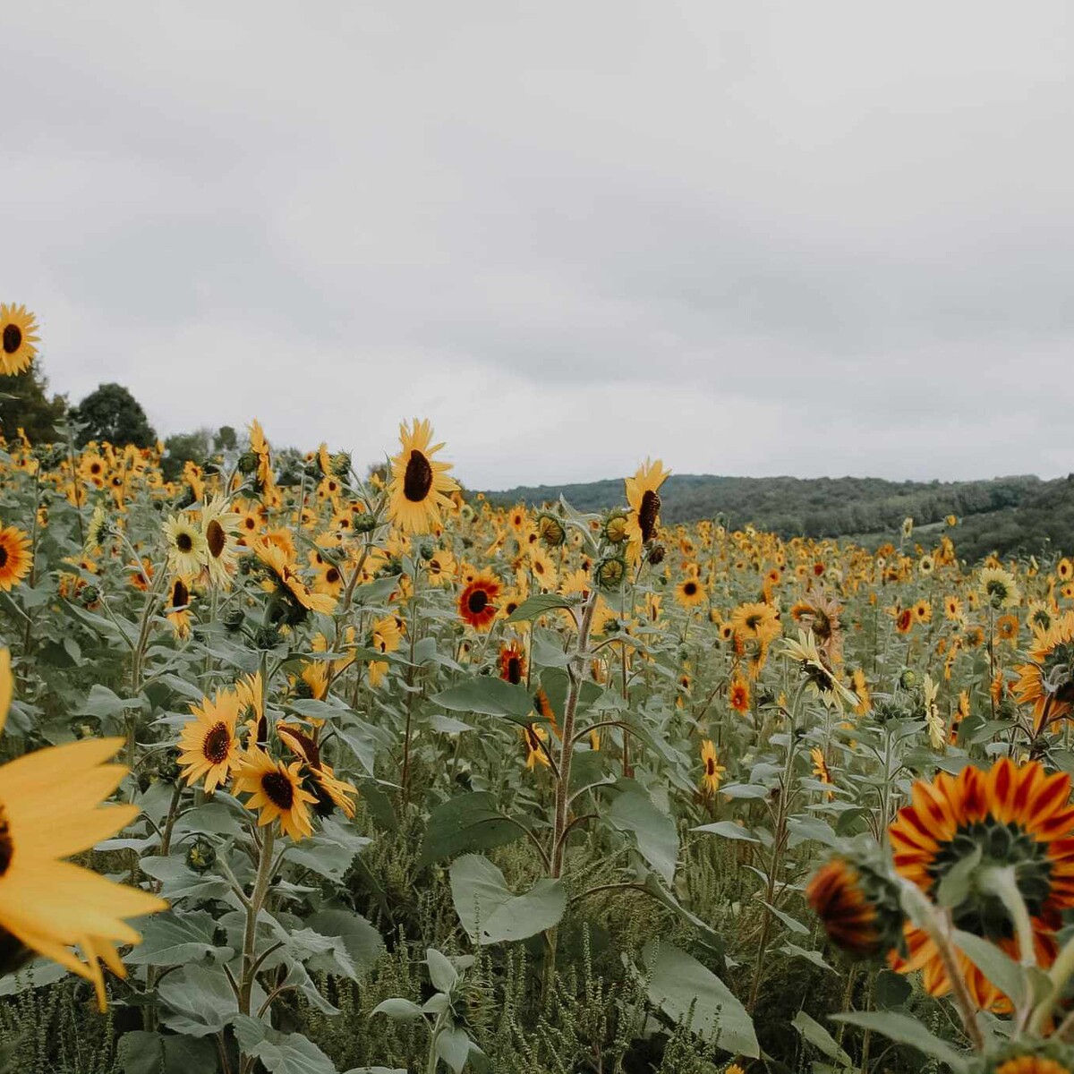 Sunflowers at the Songin Farm