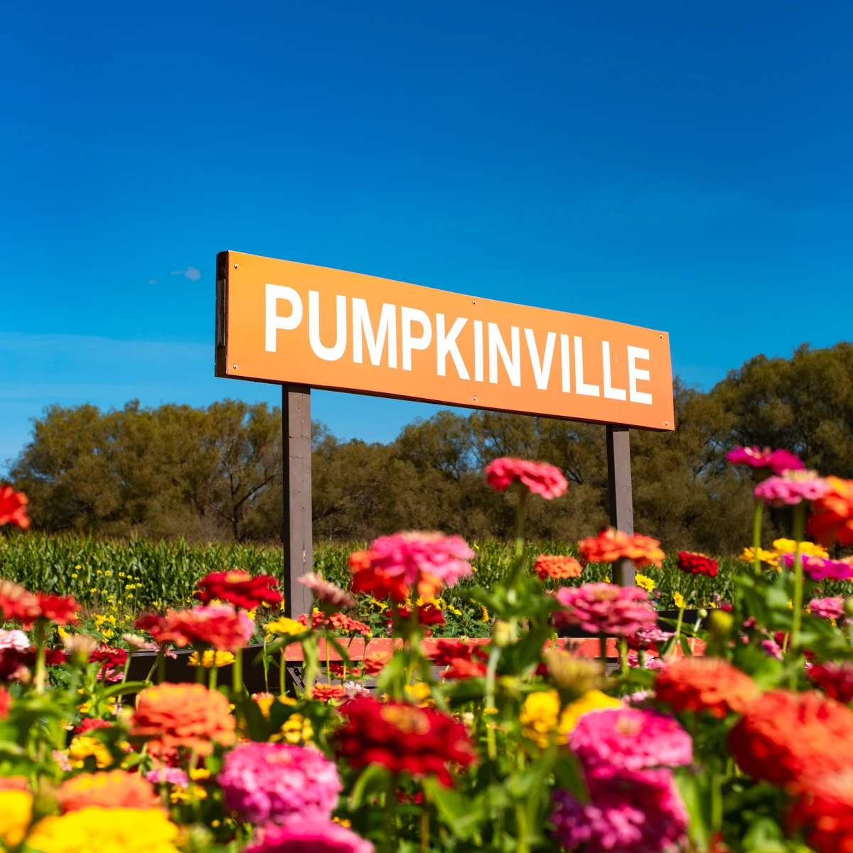 Pumpkinville