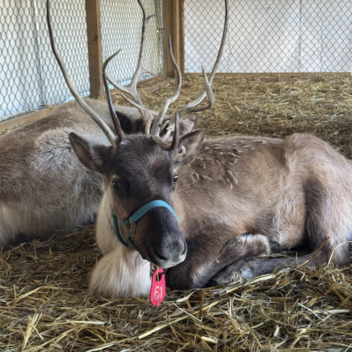 Reindeer at Sprague's Maple Farms