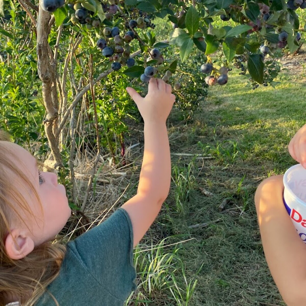 Girl picking blueberries in Great Valley, NY