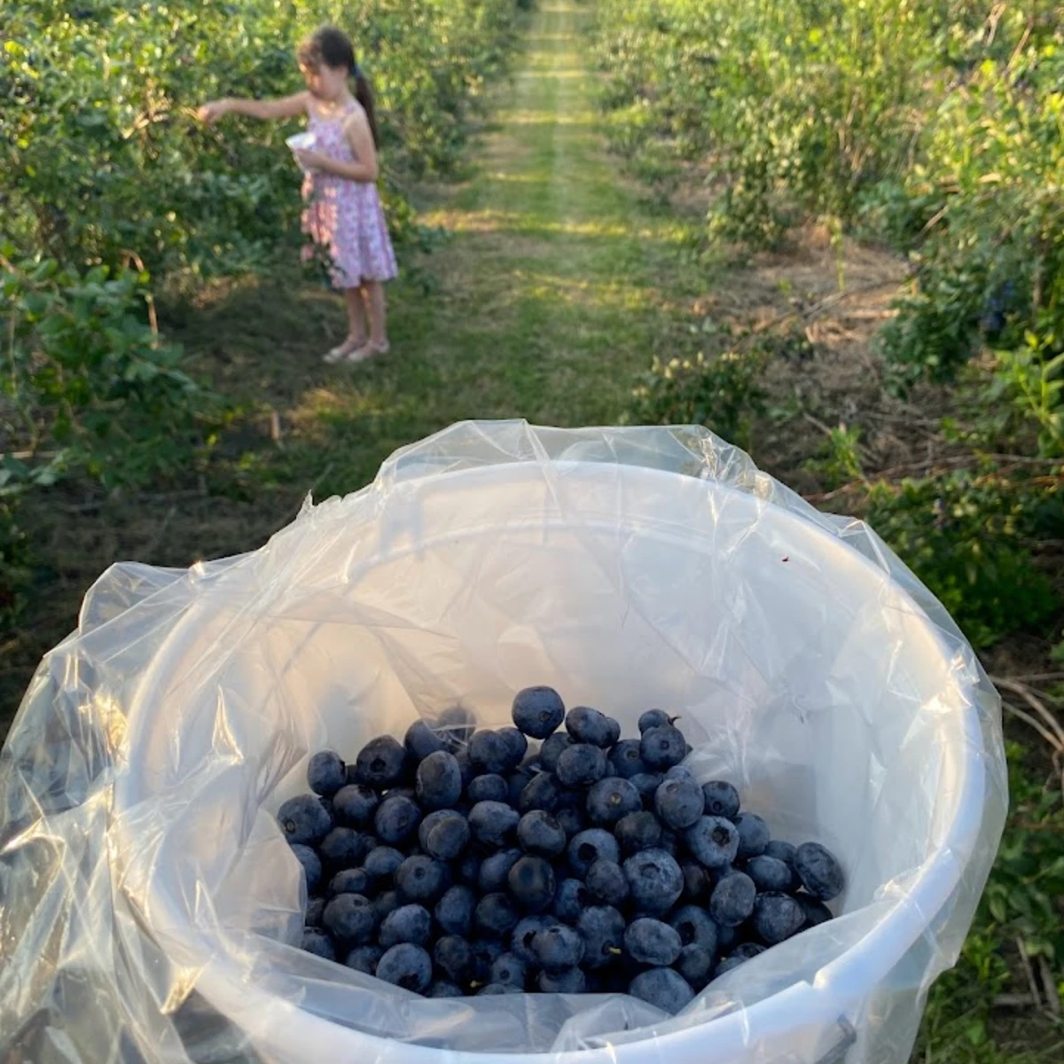 Girl picking blueberries in Great Valley, NY