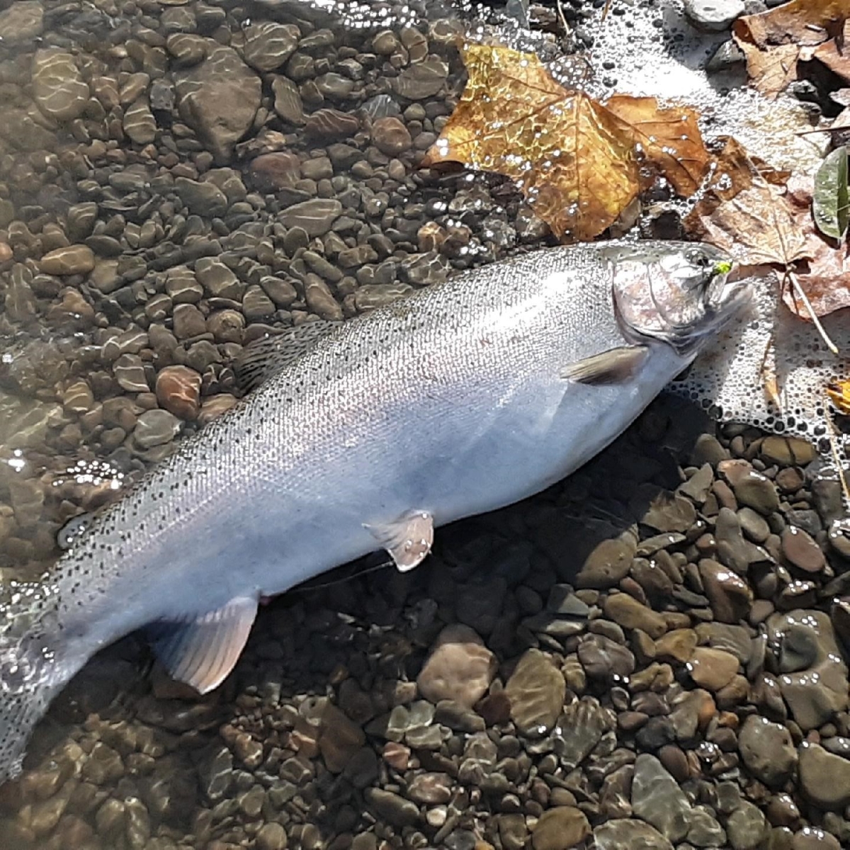 Fish caught during the Fishing Derby in Gowanda