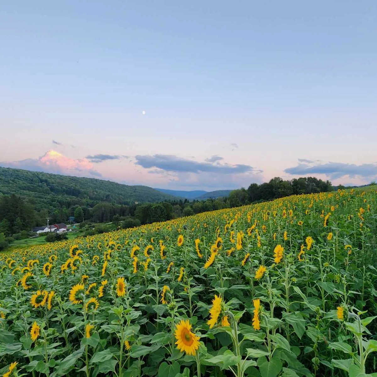 Sunflower field at Songin Farms