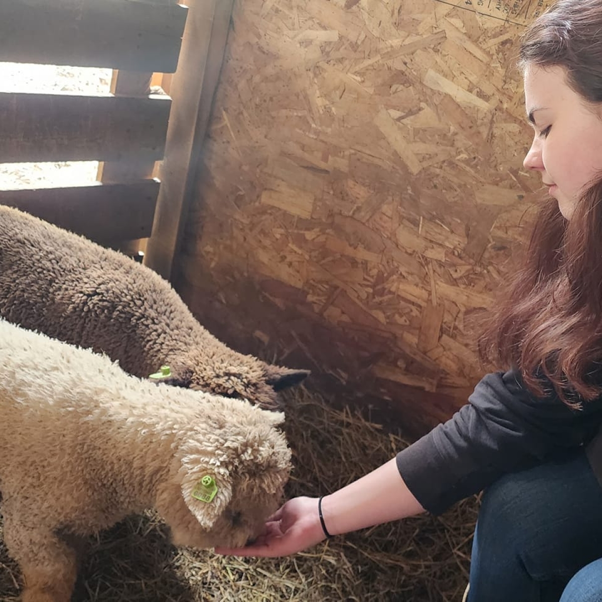 Girl feeding sheep at the petting zoo