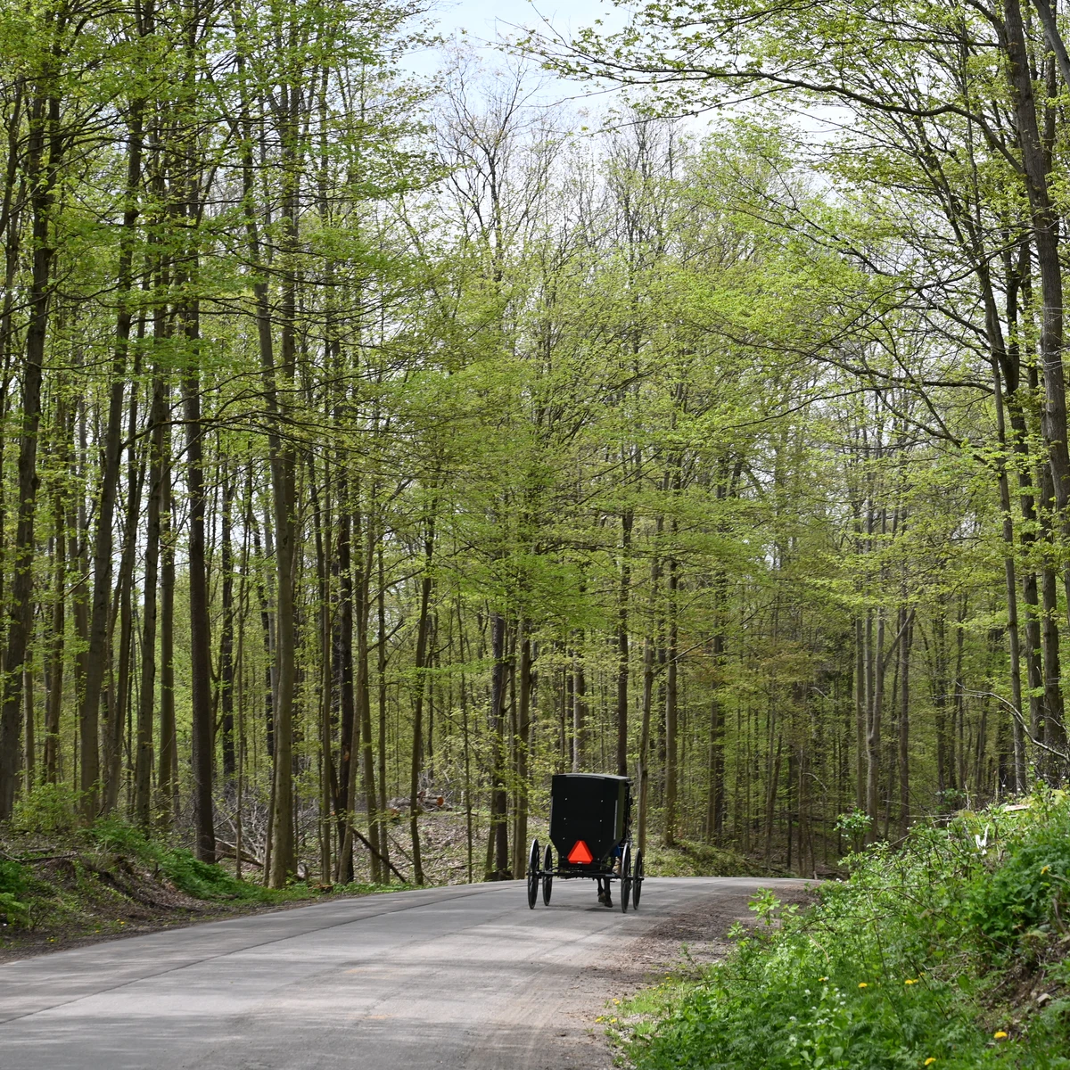Spring trees budding along the Amish Trail in Western New York