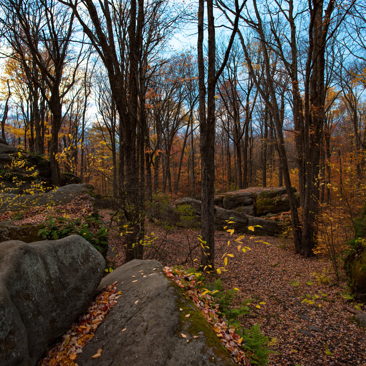 Thunder Rocks at Allegany State Park