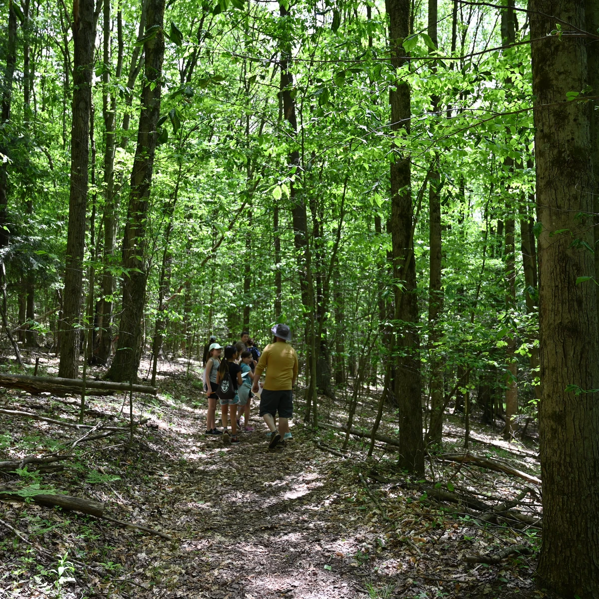 Guided Forest Hike at Pfeiffer Nature Center