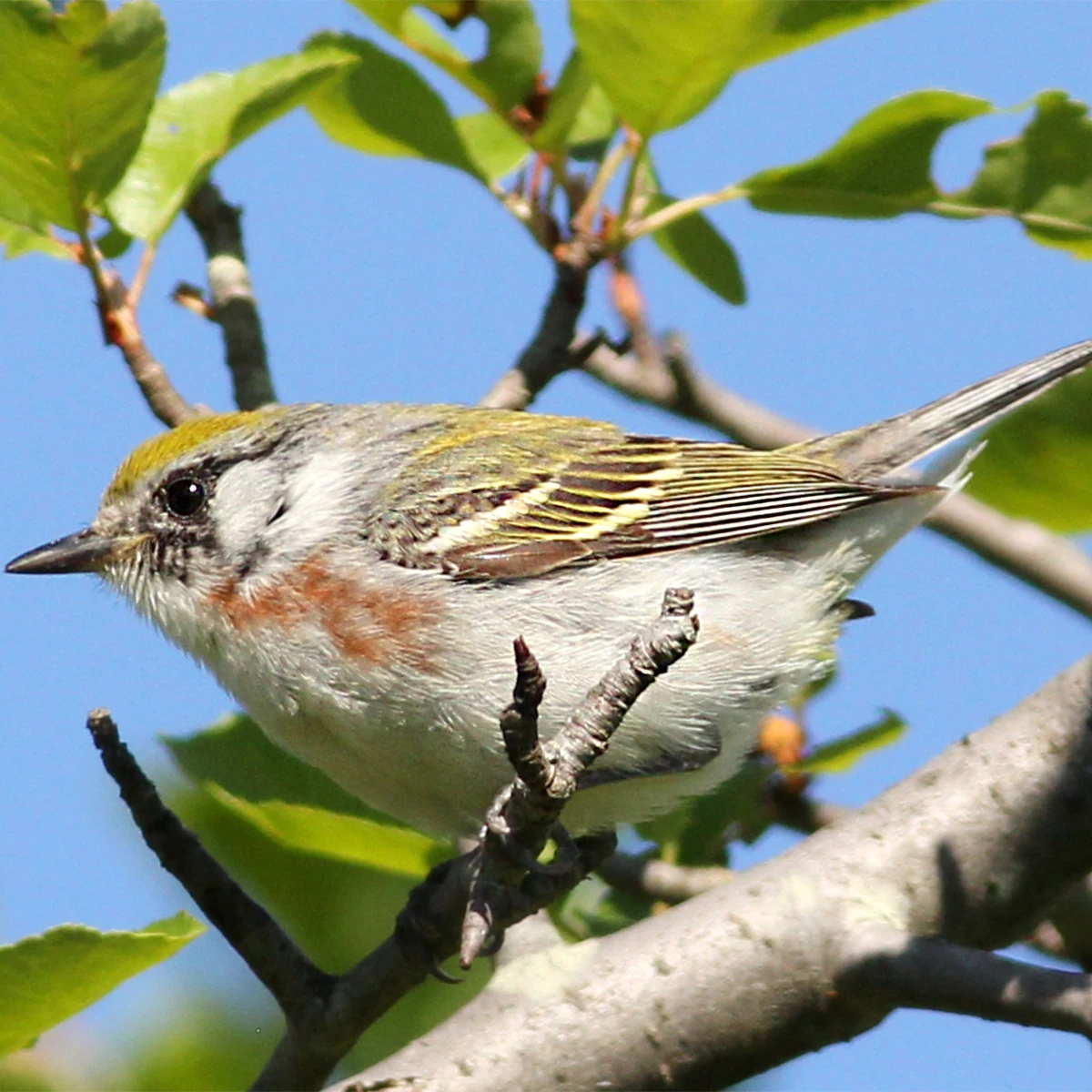 Bird in Tree at Pfeiffer Nature Center