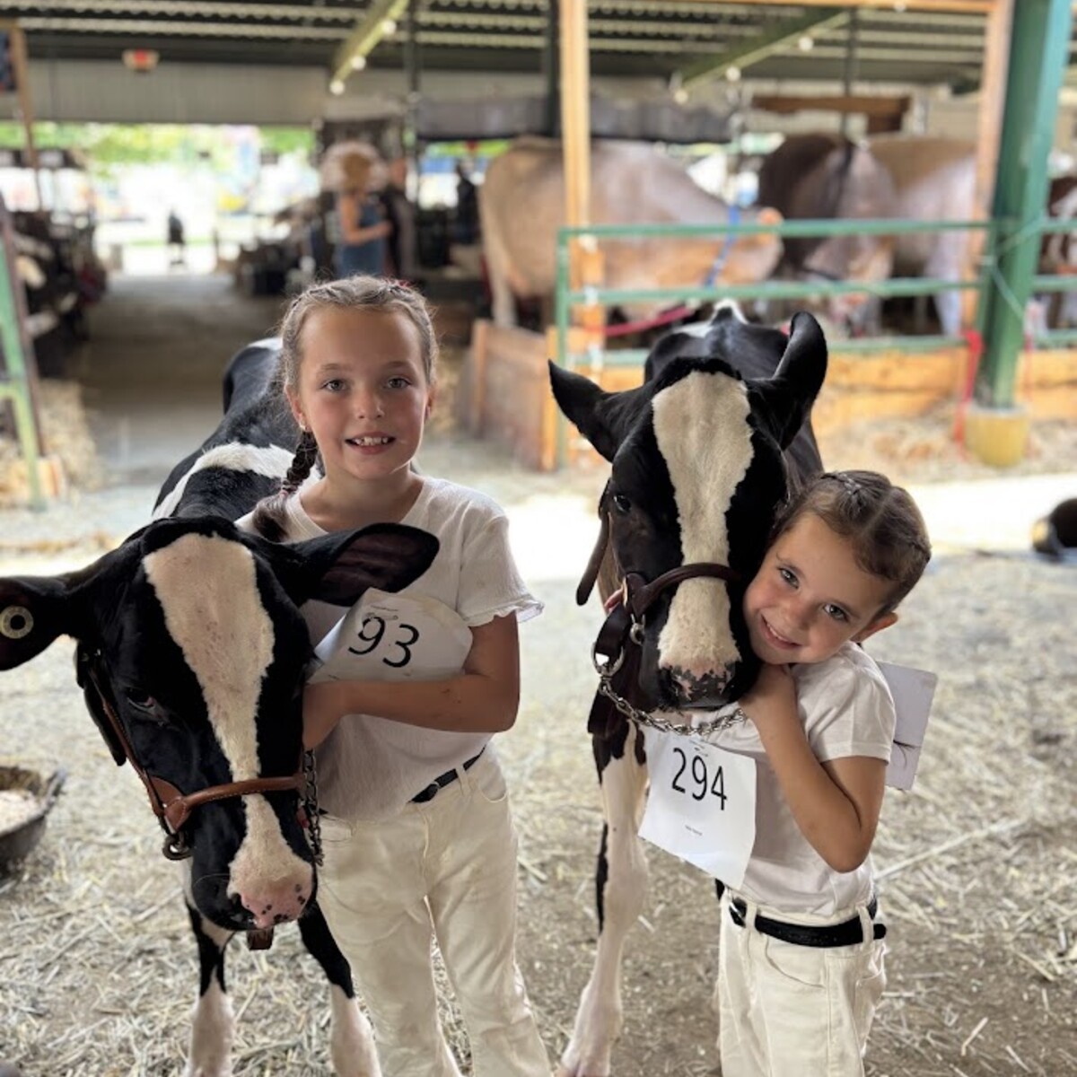 Two young girls showing their Calves at the Cattaraugus County Fair