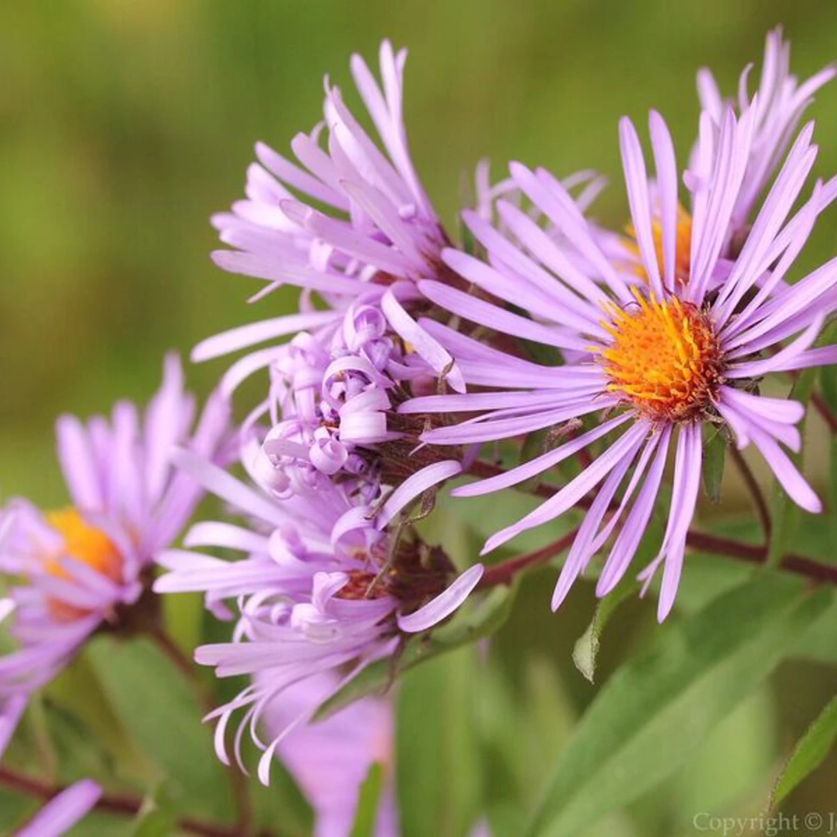Jennifer Miller, flower photo at Pfeiffer Nature Center 