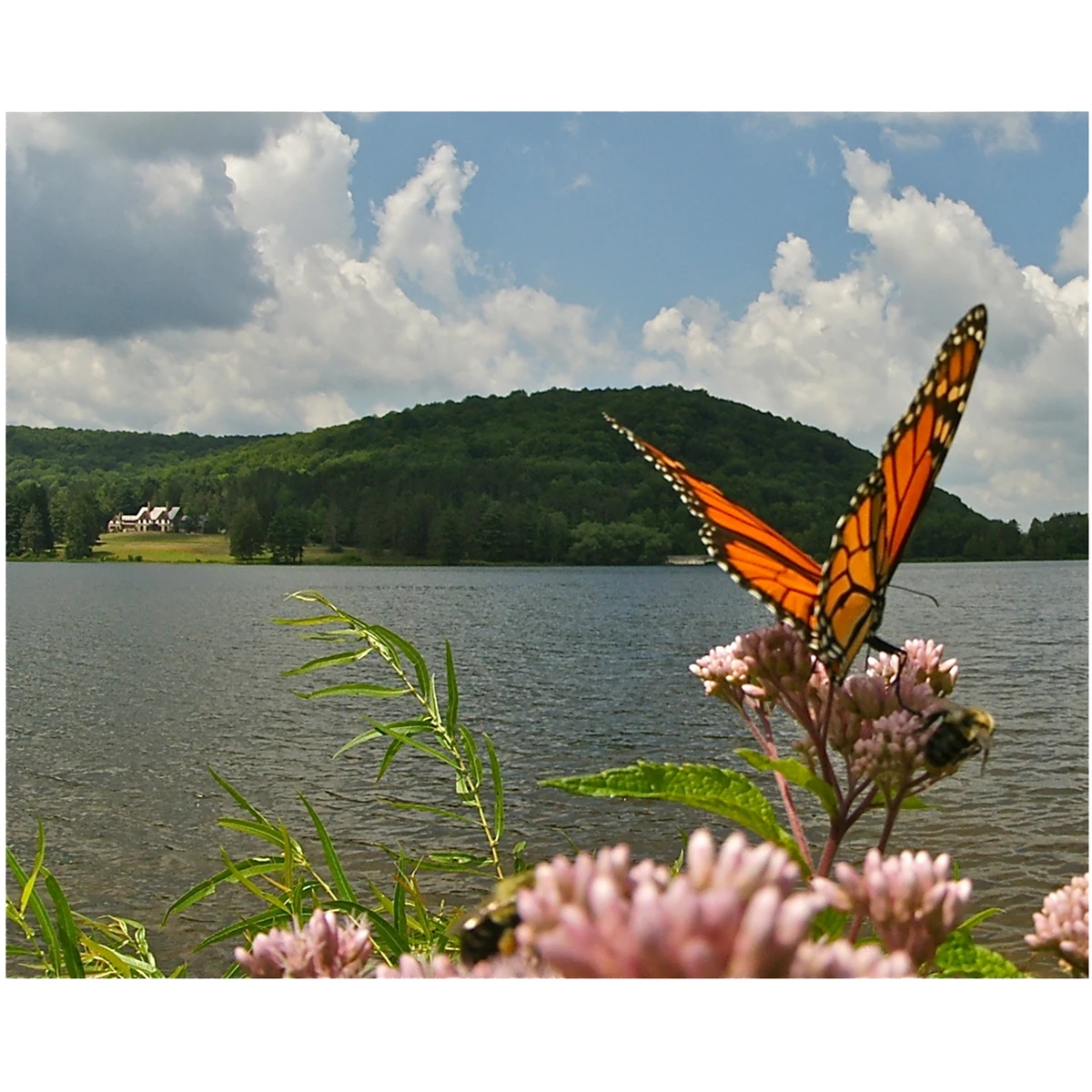 ASP Lake_Butterfly