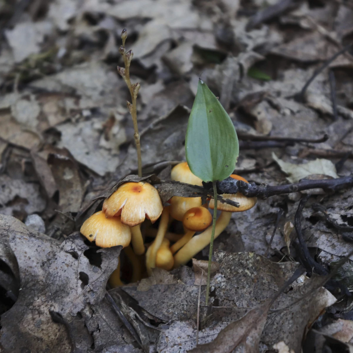 Mushrooms at Pfeiffer Nature Center
