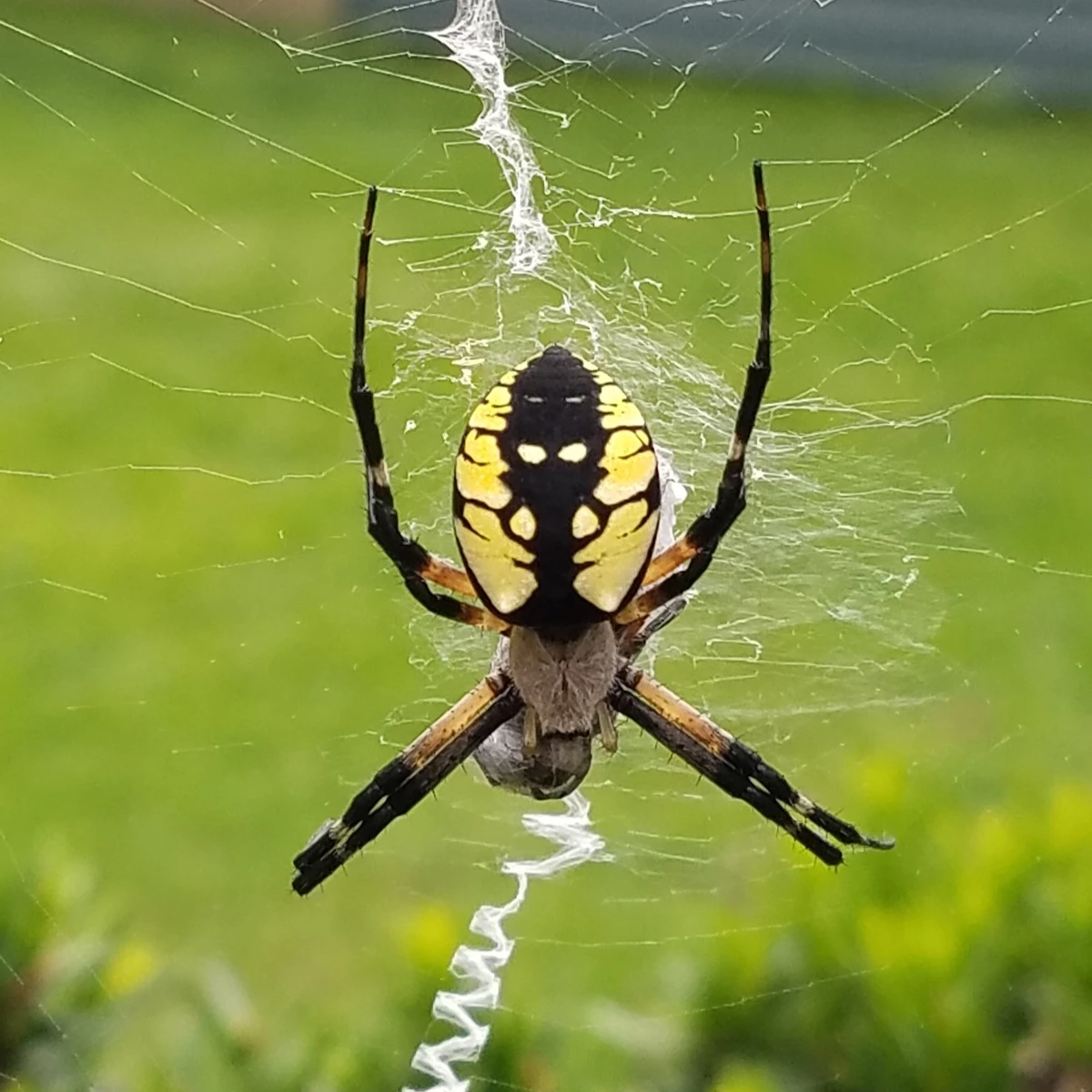 Spider at Pfeiffer Nature Center