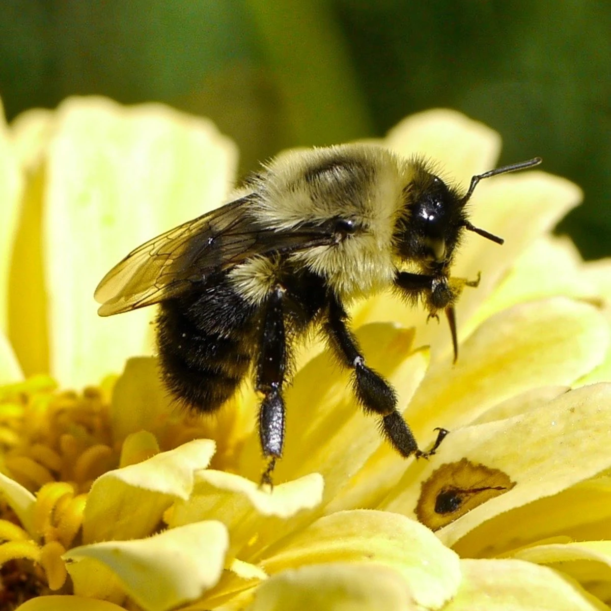 Bee on a Flower