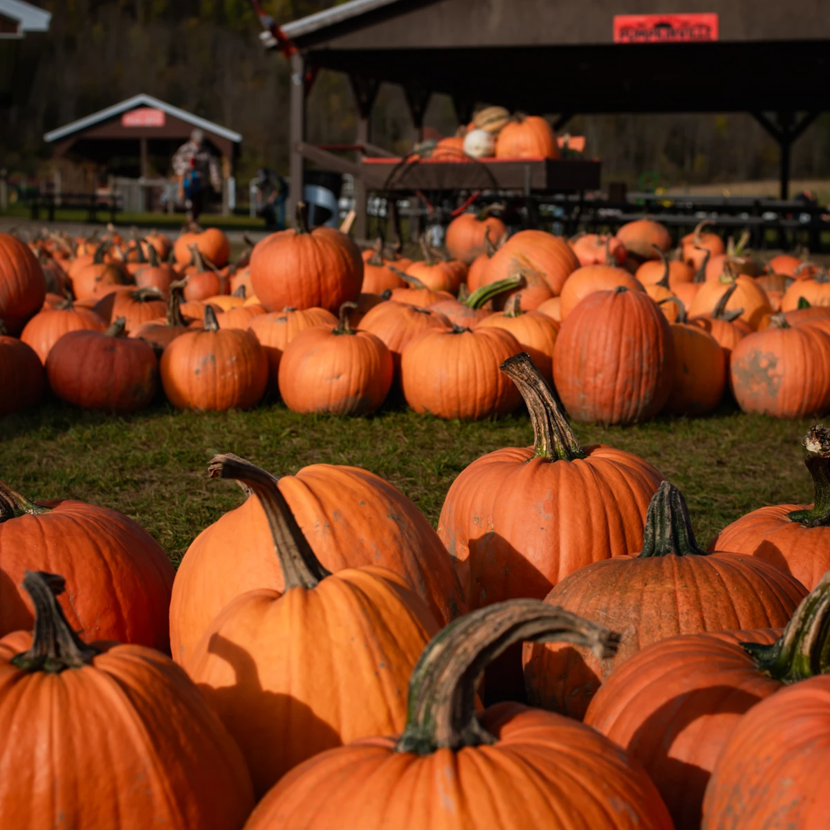 Pumpkins for sale at Pumpkinville