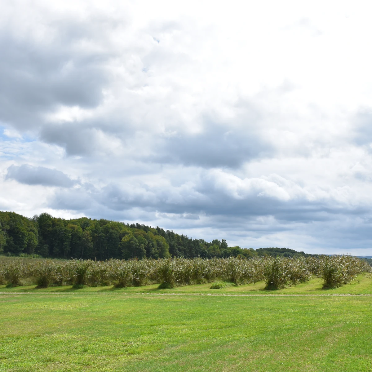 Rows of blueberry bushes at Burdick Blueberries