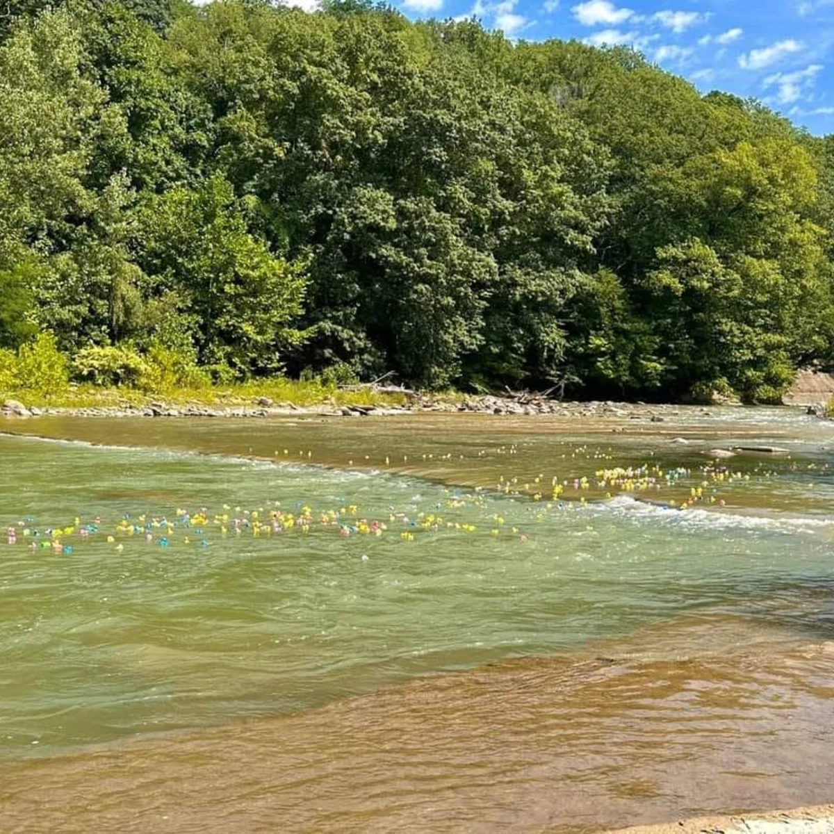 Rubber ducks on Cattaraugus Creek 