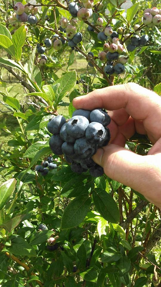 Blueberries at Blueberry Meadows