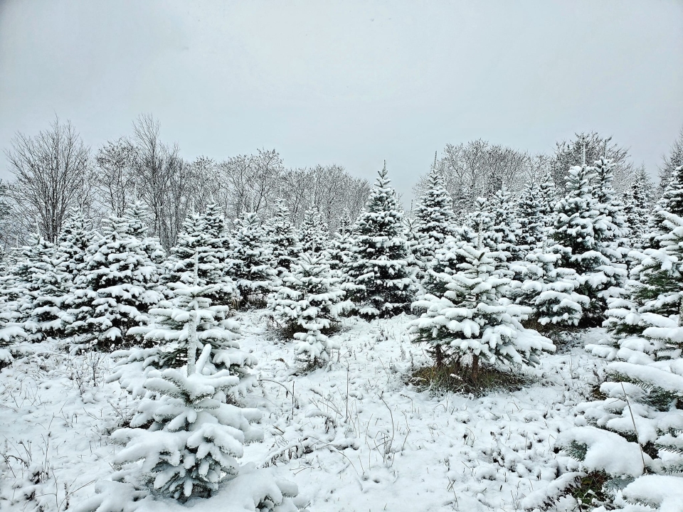 Santa-Klahns-Trees