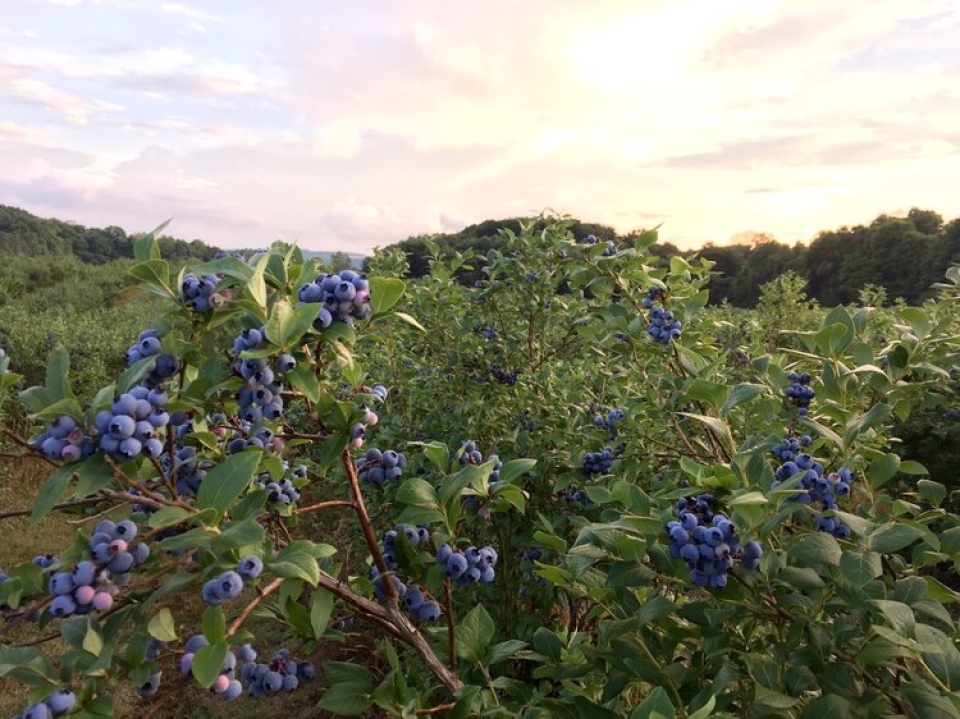Blueberry bushes at Burdicks