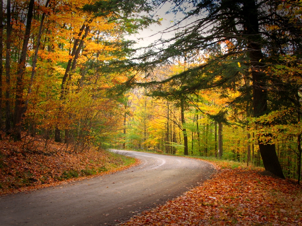 Road through Allegany State Park in the fall