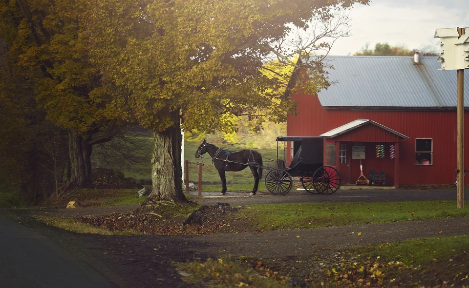Amish Horse and Buggy in the fall