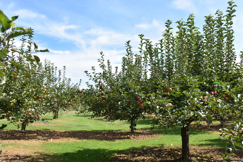 Apple trees at Cottage Orchard