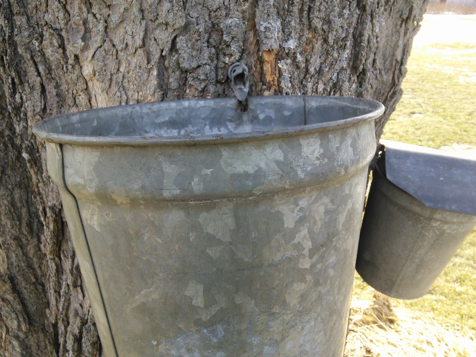 Maple bucket on tree collecting sap
