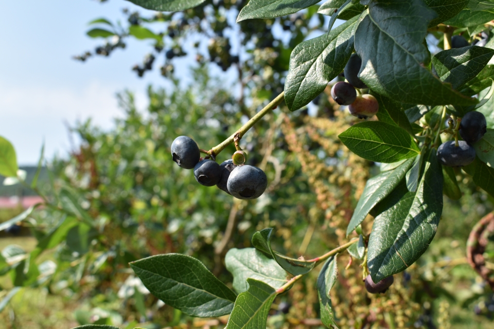 Blueberries