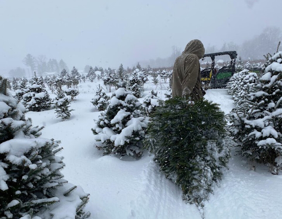 Christmas Trees at Great Valley Berry Patch~16x9