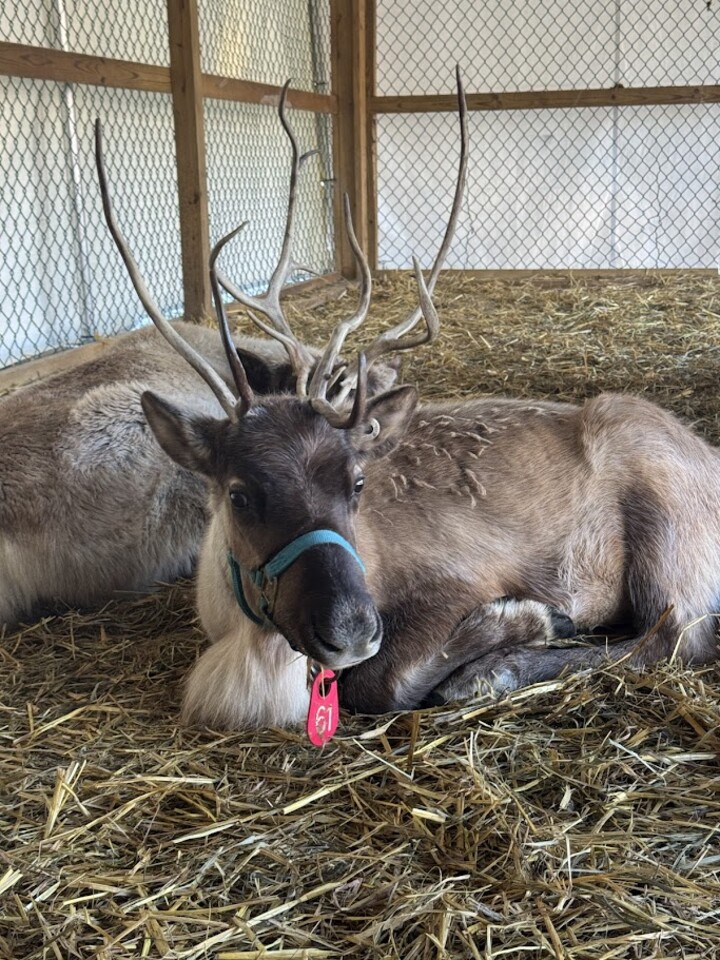 Reindeer at Sprague's Maple Farms