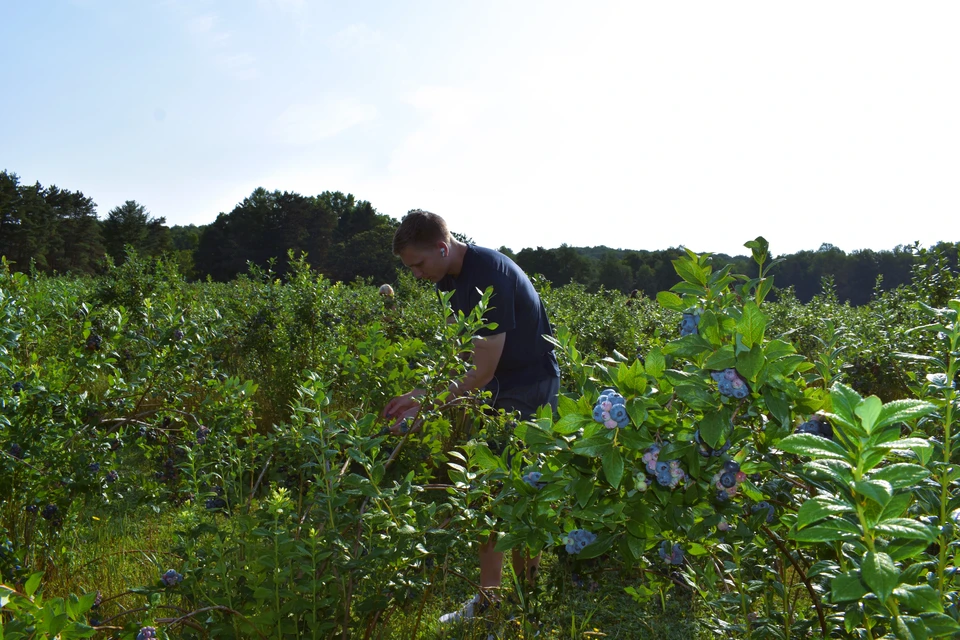 Picking Blueberries at Burdick Blueberries