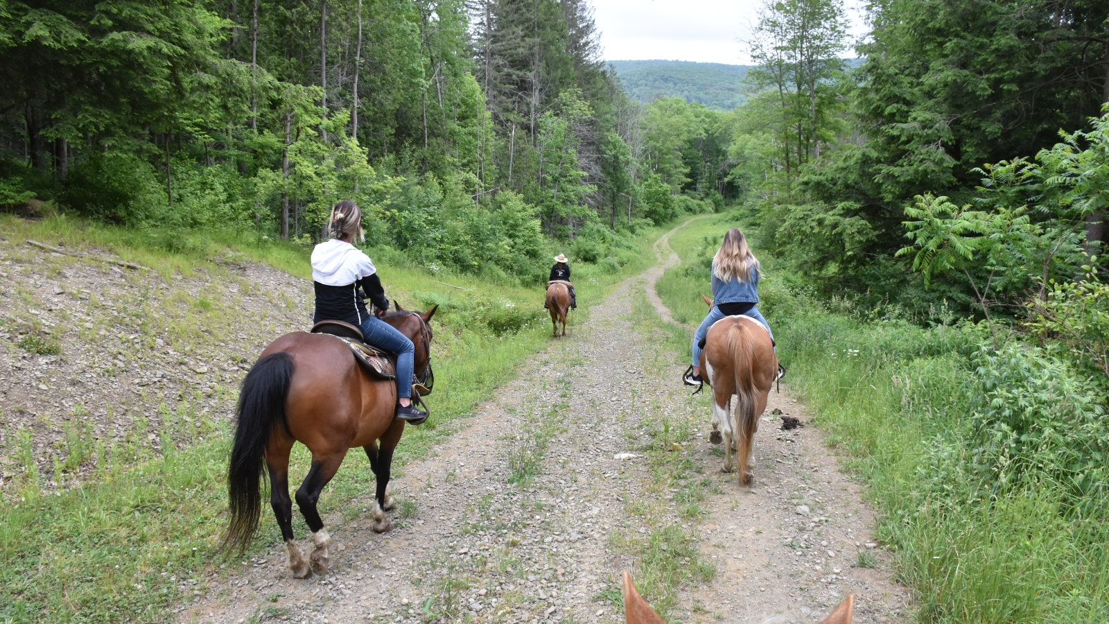 Go hiking, horsebacking, or snowmobiling at Elkdale State Forest