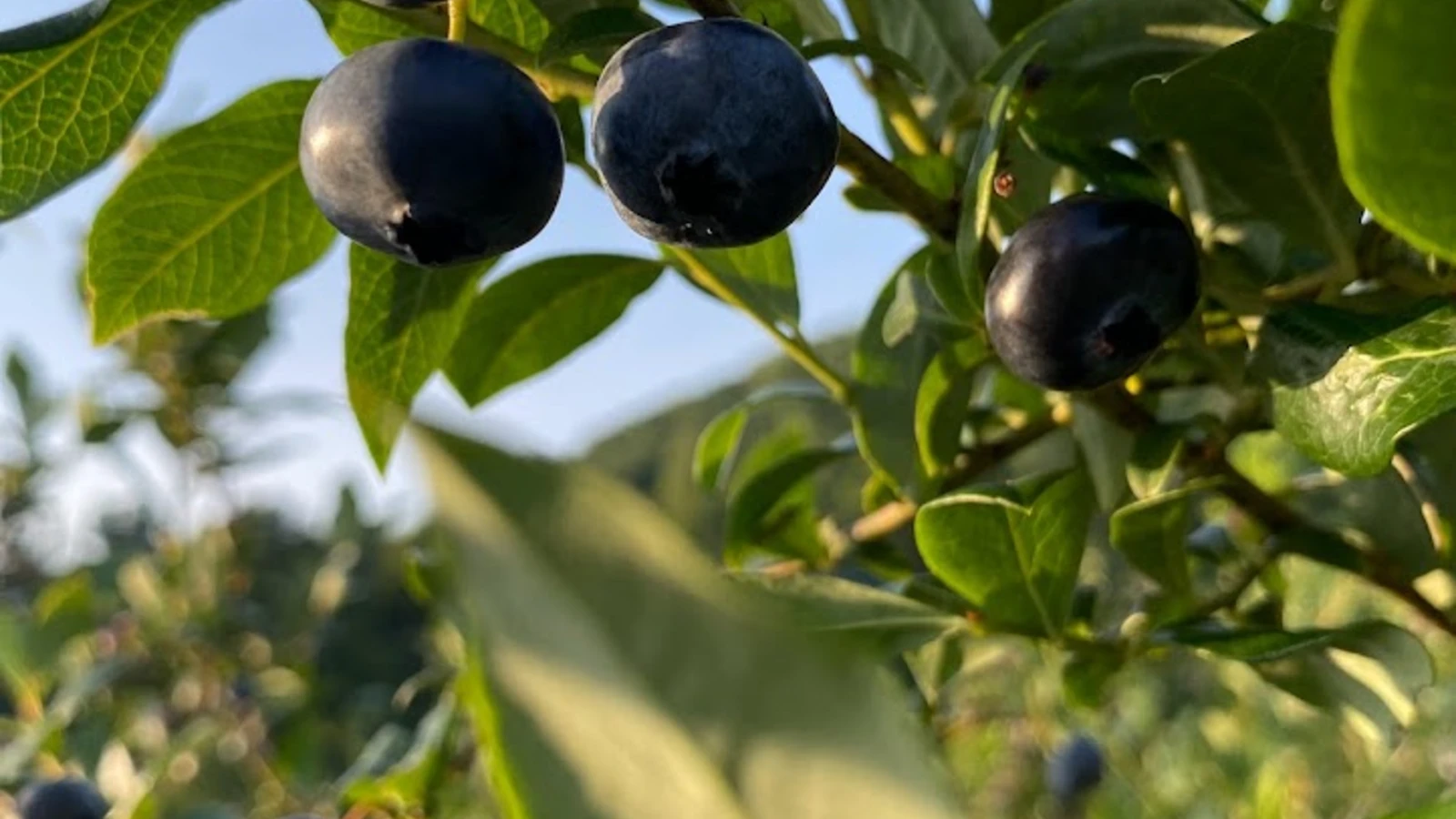 Blueberries picked in the Enchanted Mountains