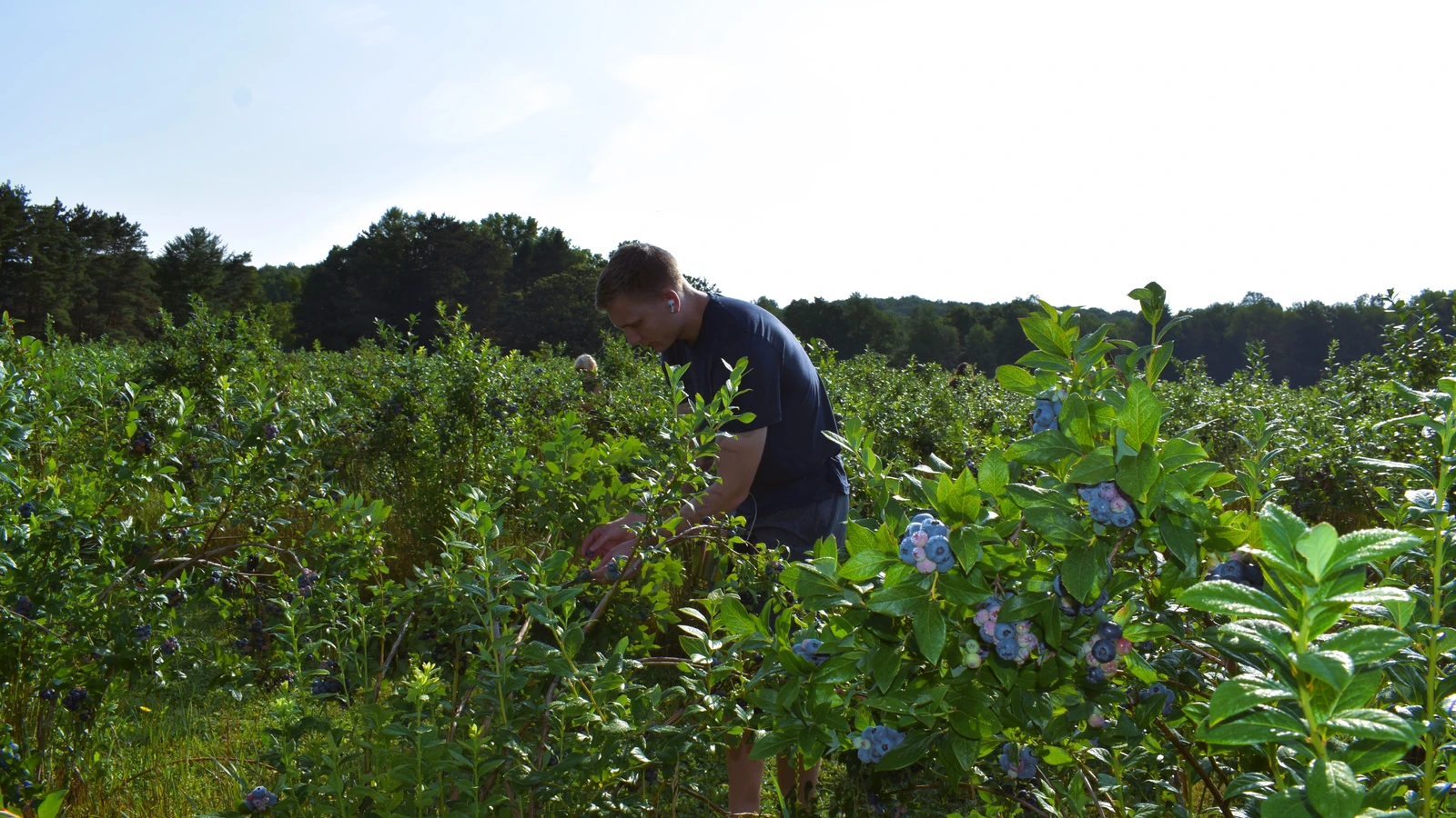Picking Blueberries at Burdick Blueberries