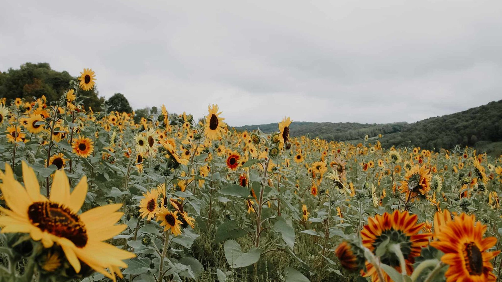 a sunflower field
