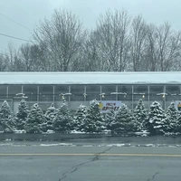 Christmas Trees at Miller's Farm Market