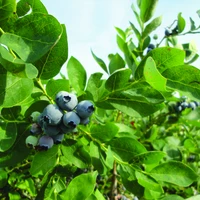 Blueberries on a bush