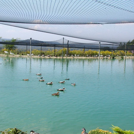 Birds in the water