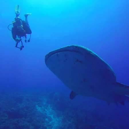 Scuba Diver