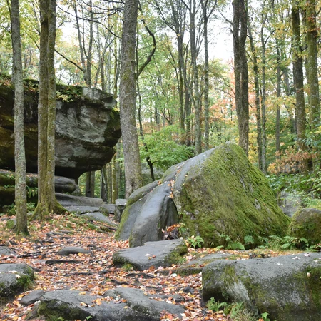 Rocks at Thunder Rocks in Allegany State Park