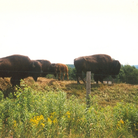 Bison at Maple Ridge Bison Ranch